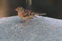 IMG_4376 Brambling female.JPG